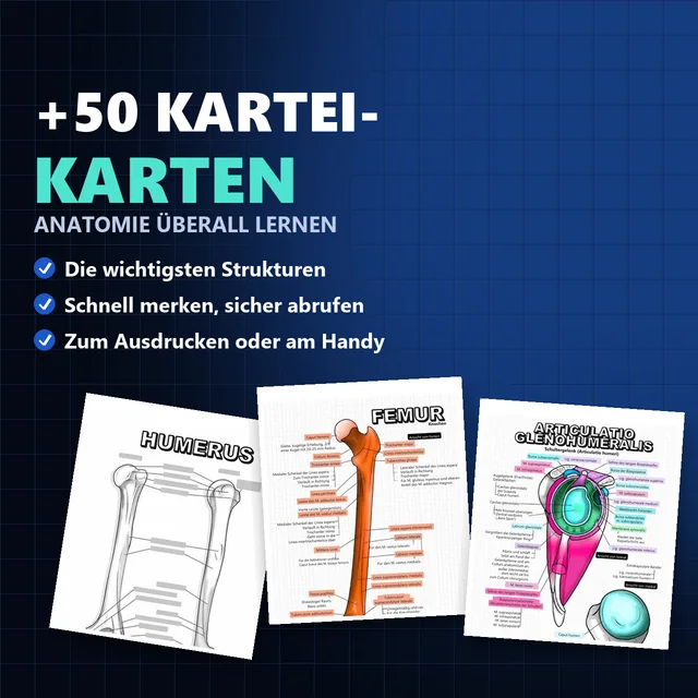 Über 50 Anatomie-Karteikarten