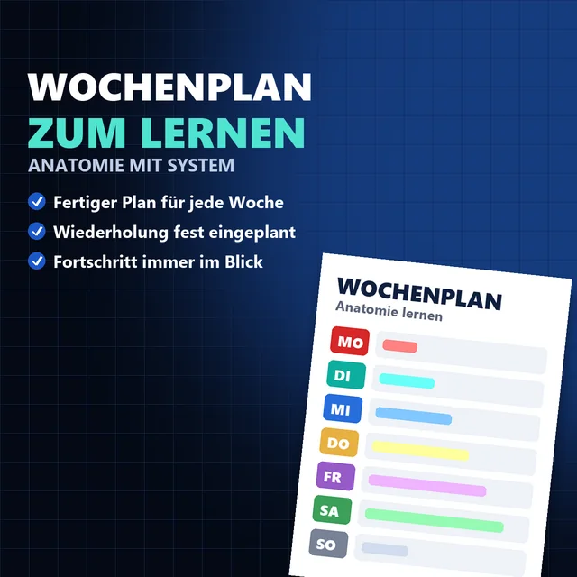 Wochenplan zum Anatomie-Lernen